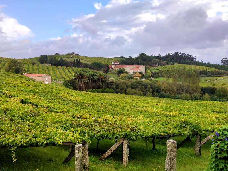 Rías Baixas vino