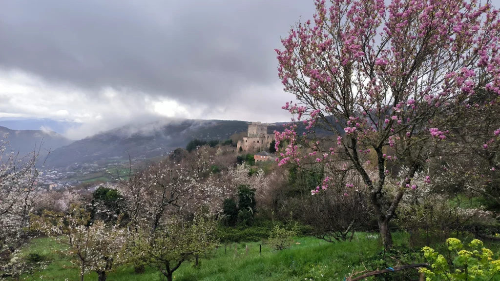 cerezos en el Bierzo