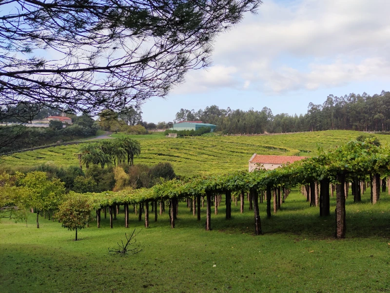 Enoturismo Rías Baixas