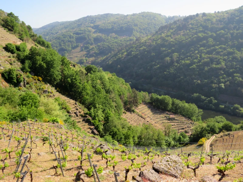 Ribeira Sacra