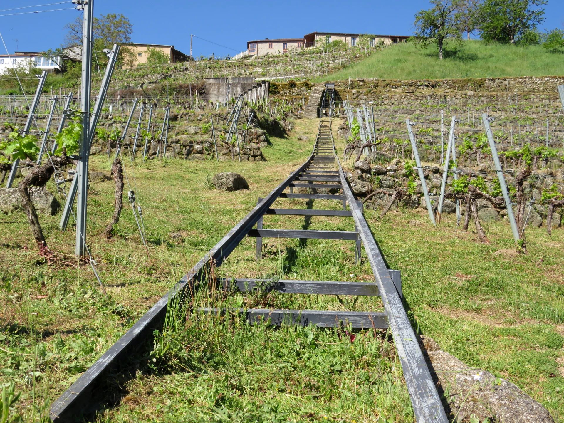 Viñedos en la Ribeira Sacra