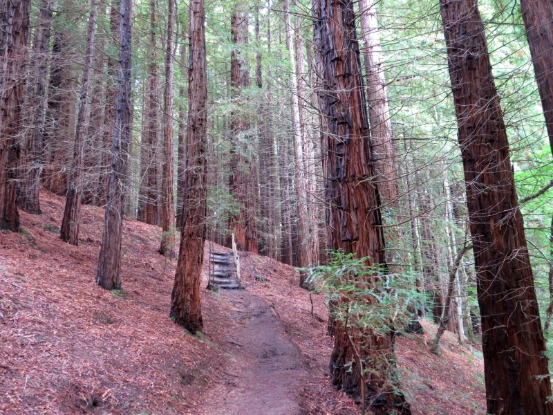 Bosque de secuoyas en Cabezón de la Sal Cantabria